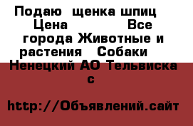 Подаю. щенка шпиц  › Цена ­ 27 000 - Все города Животные и растения » Собаки   . Ненецкий АО,Тельвиска с.